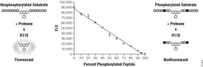 Schematic graph demonstrating that the presence of a phosphorylated amino acid (black circles) blocks the removal of amino acids by the protease.