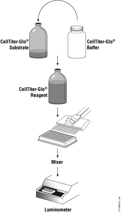 Schematic diagram of CellTiter-Glo® Luminescent Cell Viability Assay protocol.