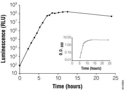 Evaluating bacterial growth using the BacTiter-Glo™ Assay.