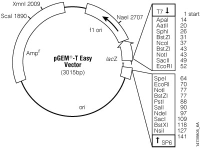 pGEM®-T Easy Vector circle map.