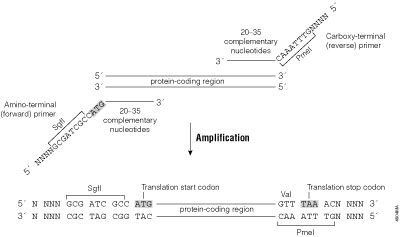 PCR primer design.