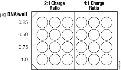 Suggested plating format for initial optimization of cationic lipid transfection conditions.