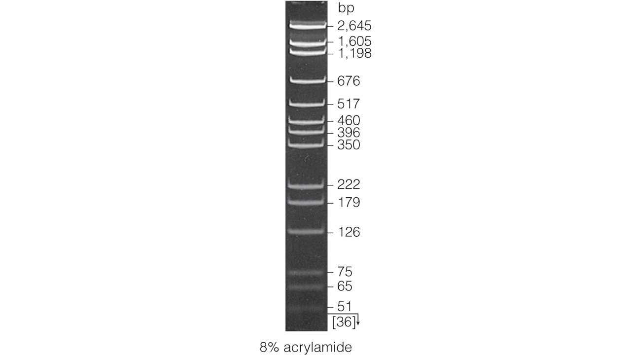 pGEM DNA Markers. Load 1 microliter/lane.