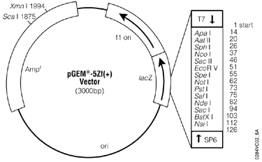 pGEM-5Zf(+) Vector.