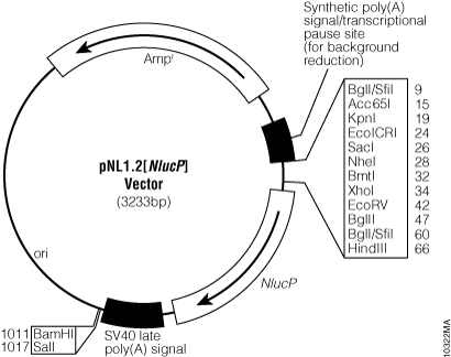 pNL1.2[NlucP] Vector.