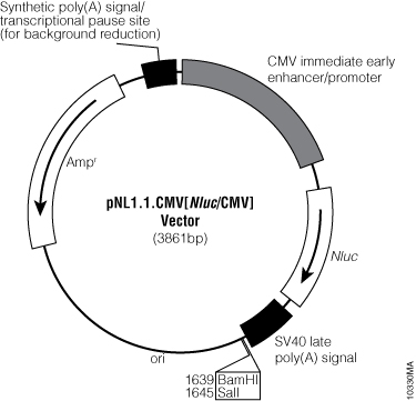 pNL1.1.CMV[Nluc/CMV] Vector.