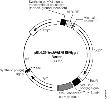 pGL4.39[luc2P/ATF6 RE/Hygro] Vector.