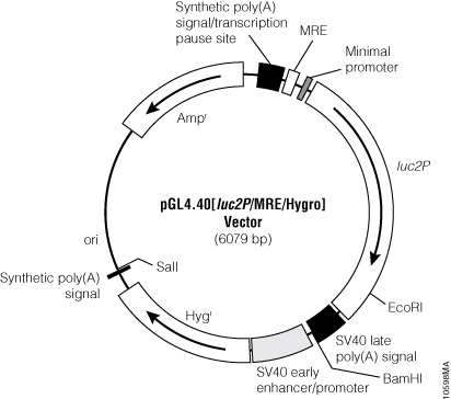 pGL4.40[luc2P/MRE/Hygro] Vector.