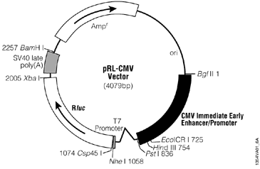 pRL-CMV Vector.