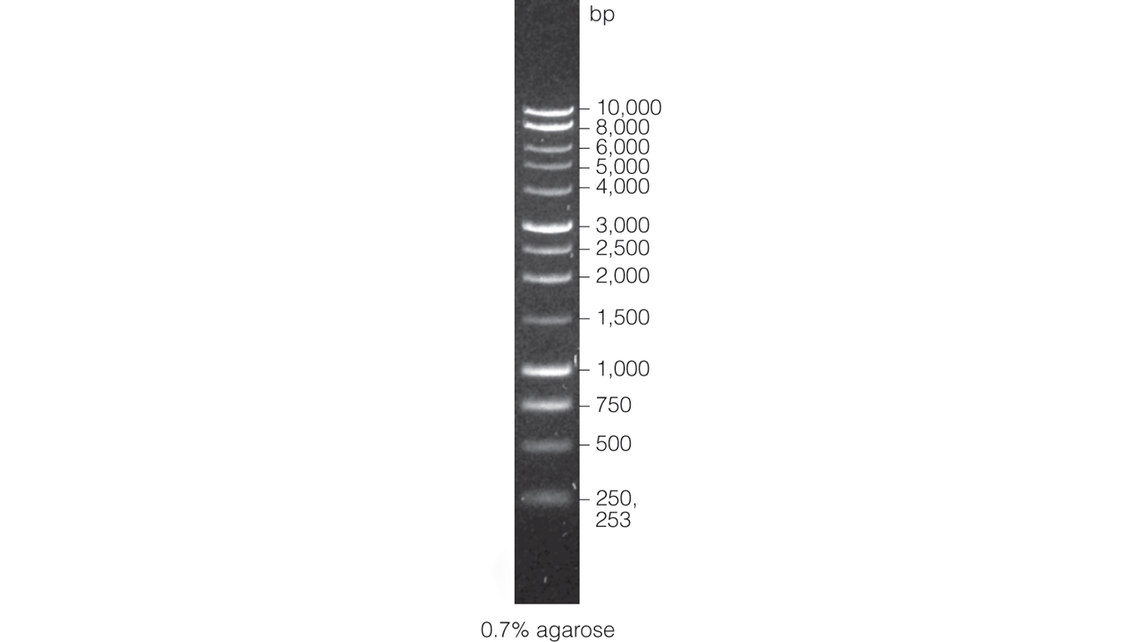 1kb DNA Ladder.