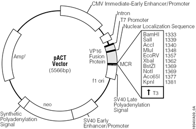 pACT Vector.