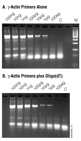 Detection of medium-abundance message for g-actin starting with as little as 1pg of total RNA using components of ImProm-II System supplemented with Taq DNA Polymerase in coupled RT-PCR.