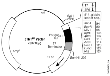 pTNT Vector.