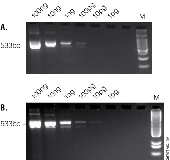 Individual reaction components (Panel A) or PCR Master Mix (Panel B) yield comparable results in two-step RT-PCR.