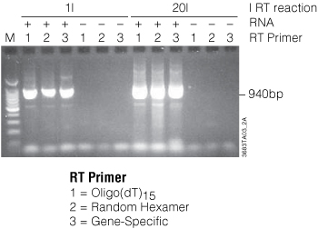 Full-length cDNA synthesis using three different primers in two-step RT-PCR.