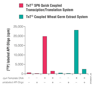 Detection of 32P-AP1 Oligo binding to Transcend-labeled c-jun proteins using a SAM2 Membrane. 