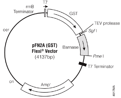 pFN2A (GST) Flexi Vector.