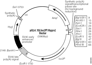 pGL4.15[luc2P/Hygro] Vector.