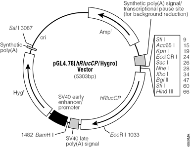 pGL4.78[hRlucCP/Hygro] Vector.