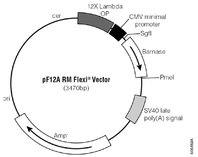 pF12A RM Flexi Vector.