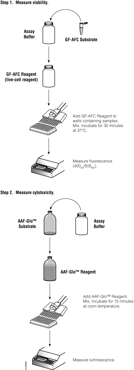 Overview of the MultiTox-Glo Multiplex Cytotoxicity Assay protocol.