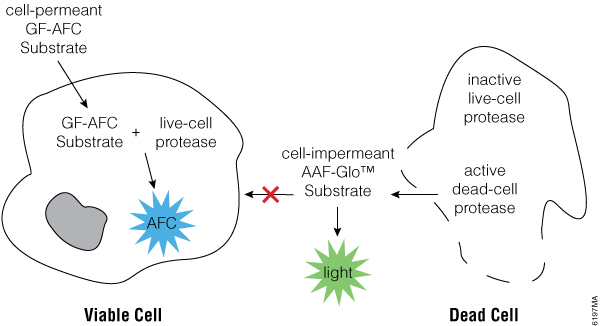 The biology of the MultiTox-Glo Multiplex Cytotoxicity Assay.