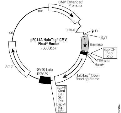 pFC14A HaloTag CMV Flexi Vector. 