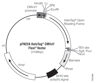 pFN22A HaloTag CMVd1 Flexi Vector 7551MA