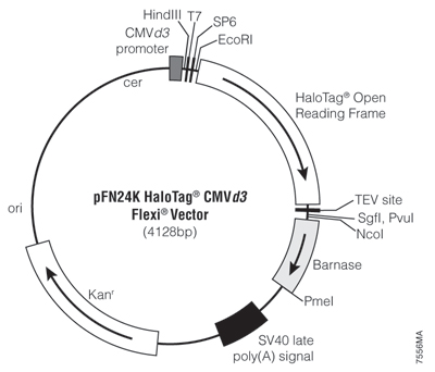 pFN24K HaloTag CMVd3 Flexi Vector 7556MA