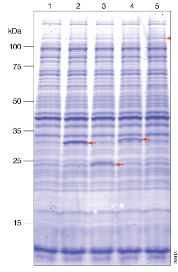 Protein synthesis using the T7 S30 High-Yield Protein Expression System.