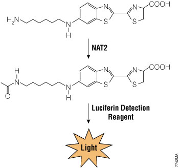 Schematic of Luciferin-NAT2 reaction.