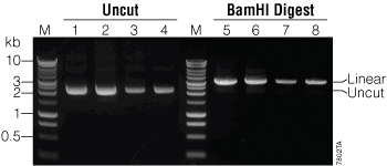 Digestion and agarose gel electrophoresis of plasmids purified using different lysate-clearing methods.