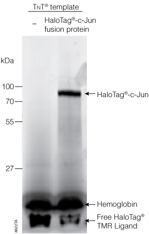 Expression of c-Jun in the TNT T7 Quick Coupled Transcription/Translation System.