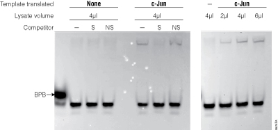 Use of in vitro-expressed c-Jun for fluorescent gel shift.