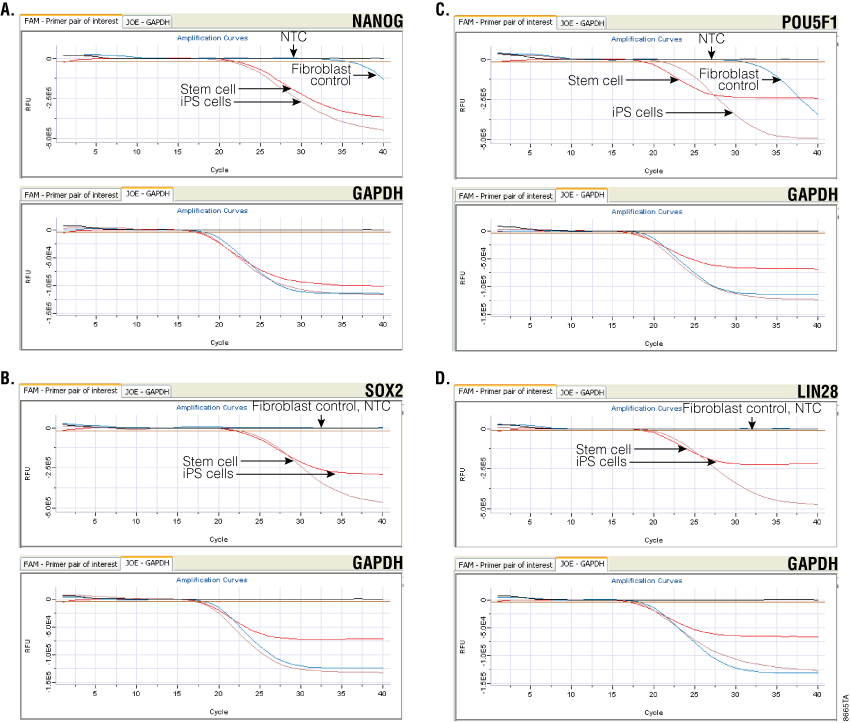 Monitoring gene expression in iPS cells.