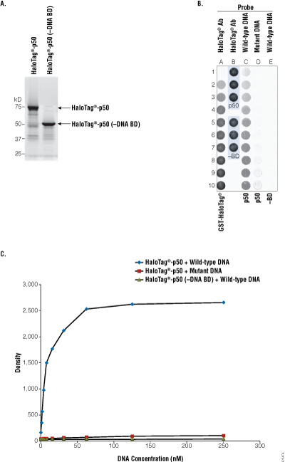 HaloTag-p50 fusion protein attaches to the HaloLink Protein Array slide and shows DNA binding activity. 
