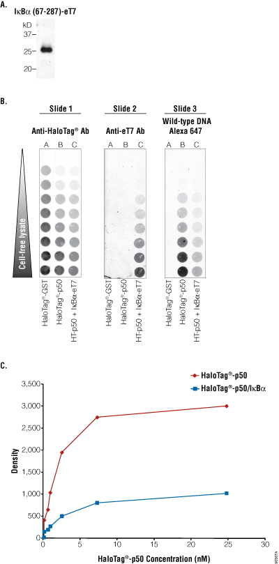 IkappaBalpha inhibits the binding of p50 to DNA.
