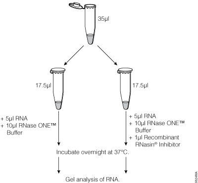 Experimental overview.