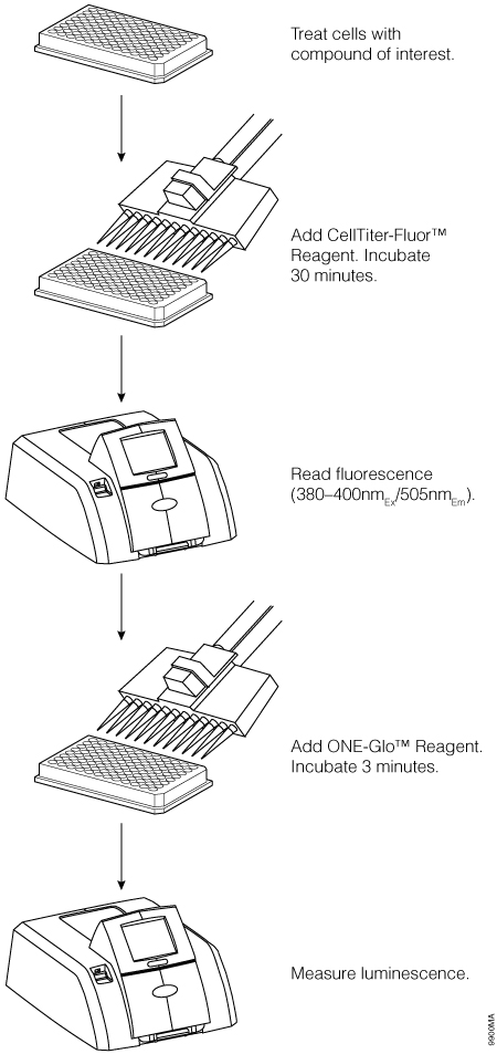 Schematic diagram of the ONE-Glo + Tox Luciferase Reporter and Cell Viability Assay.