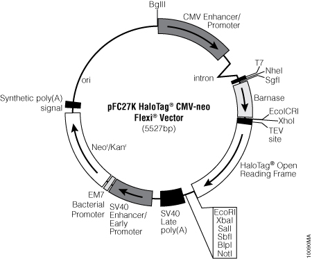 pFC27K HaloTag® CMV-neo Flexi® Vector