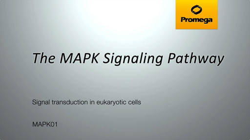 Introduction to the MAPK Pathway