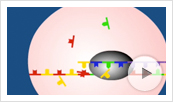 Introduction to PCR Animation Thumbnail