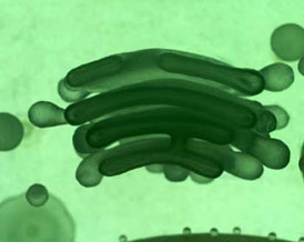 proteinexpression