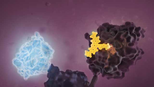 nanobret nanobit to detect myc max protein interaction