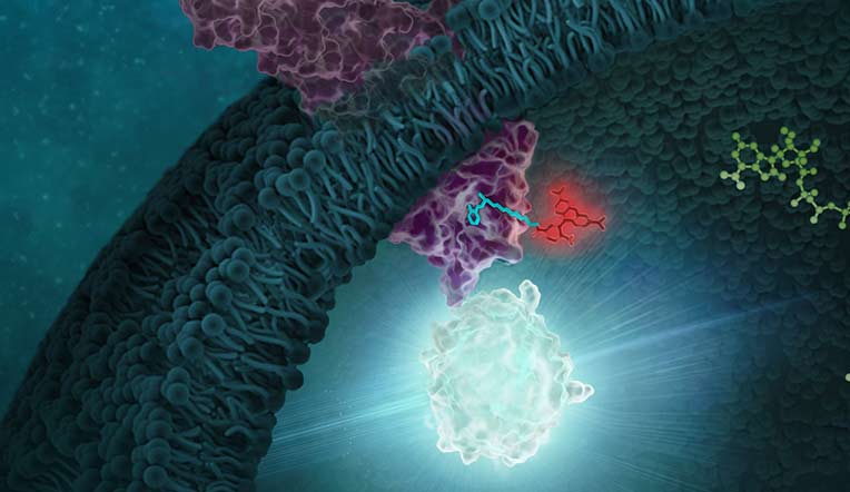 nanobret-te-kinases-solution