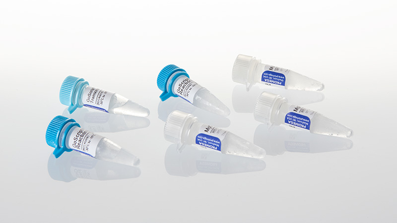 A5004-goscript-reverse-transcriptase