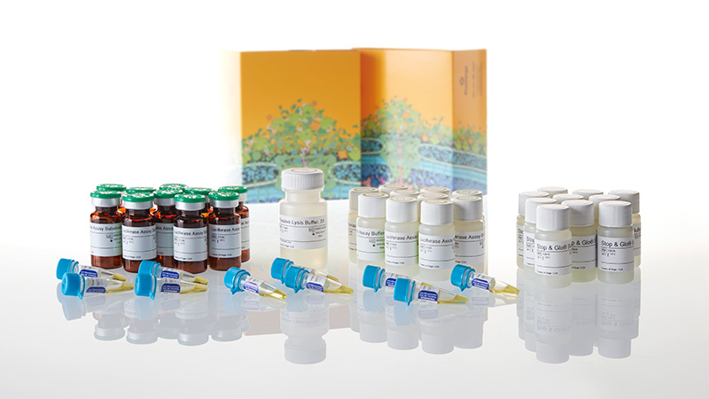 E1960_Dual-Luciferase--Reporter-Assay-System_3