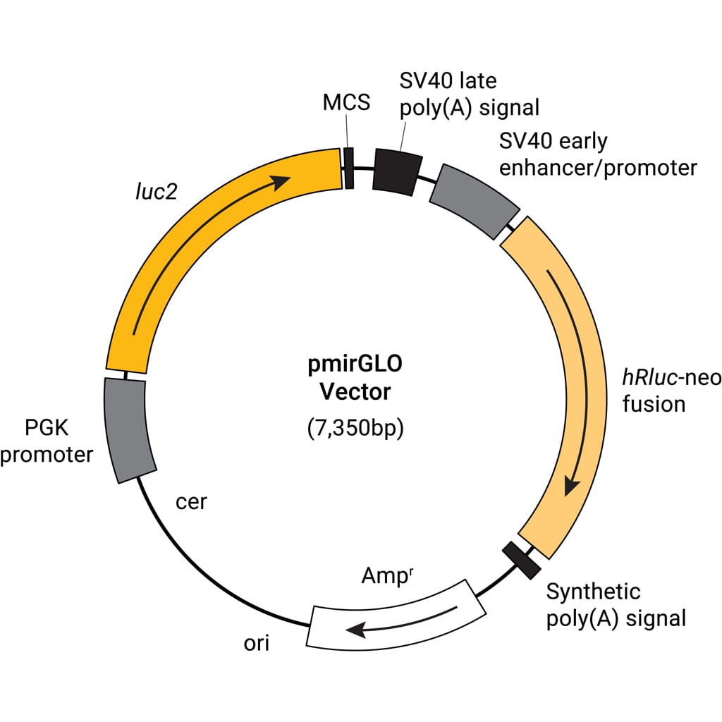 pmiRGlo-e1330