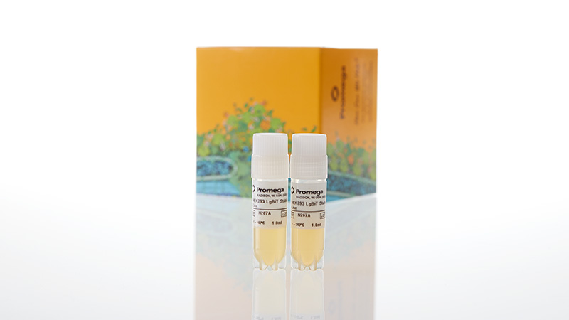 N2672_HEK293-LgBiT-Cell-Line_3