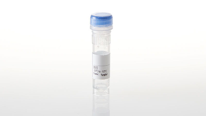 NV2871_NanoLuc--CDK9